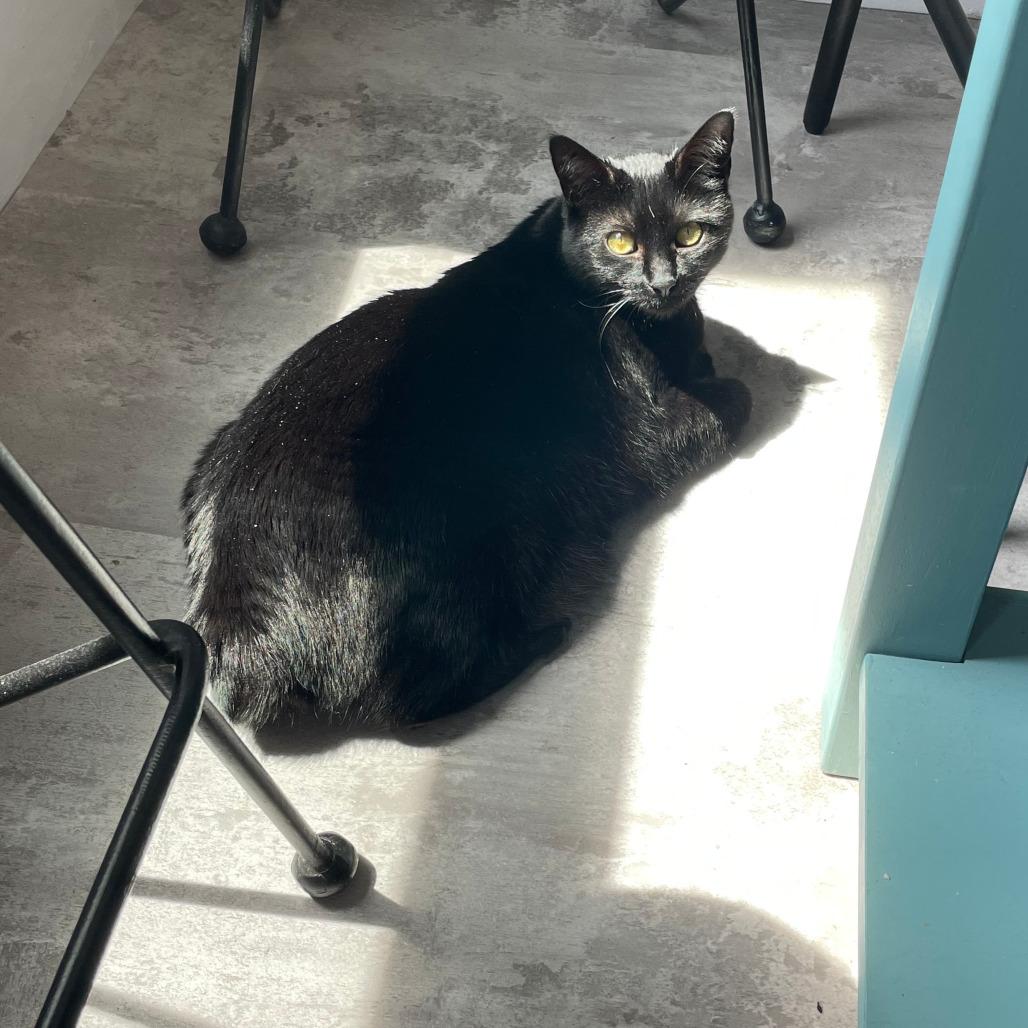 Enlarge Minty Lou, a Adoptable Domestic Short Hair in Wakefield, MA image 3/6