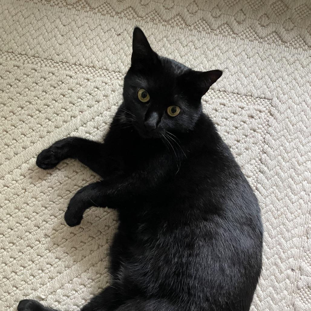 Enlarge Minty Lou, a Adoptable Domestic Short Hair in Wakefield, MA image 5/6