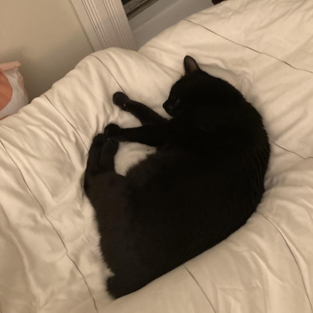 Enlarge Minty Lou, a Adoptable Domestic Short Hair in Wakefield, MA image 6/6