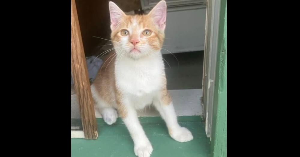 Enlarge Geometry, a Adoptable mixed breed in Groveland, MA image 1/6