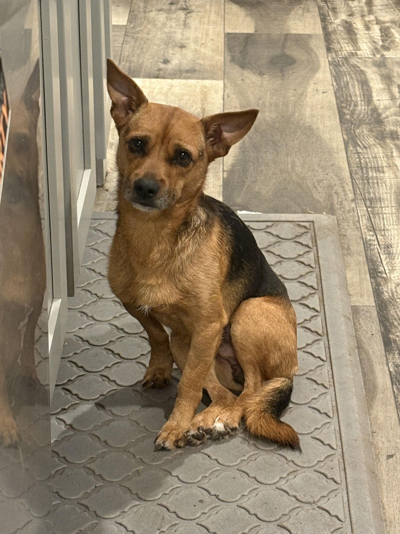 Chuck, Adoptable, Adult Male Chihuahua.