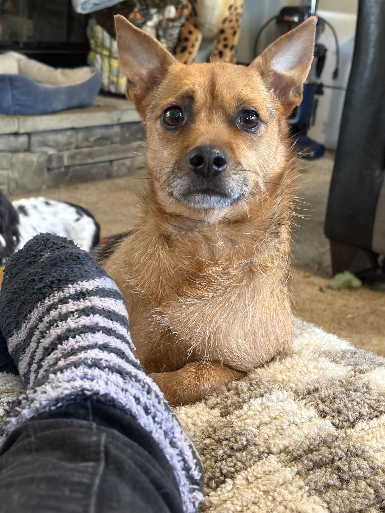 Enlarge Chuck, a Adoptable Chihuahua in Mount Pleasant, SC image 2/2