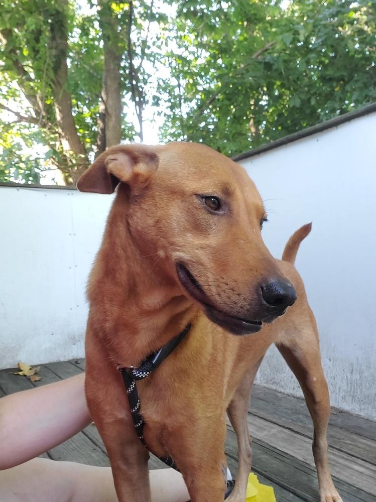 Enlarge Peanut, a Adoptable mixed breed in North Reading, MA image 2/6