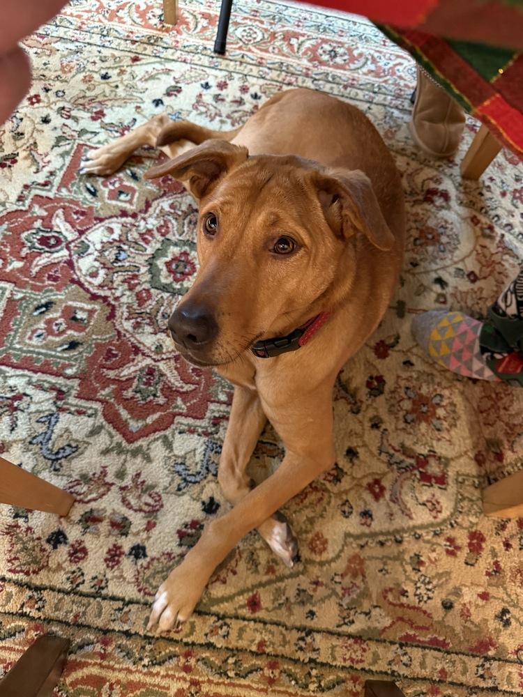 Enlarge Peanut, a Adoptable mixed breed in North Reading, MA image 3/6