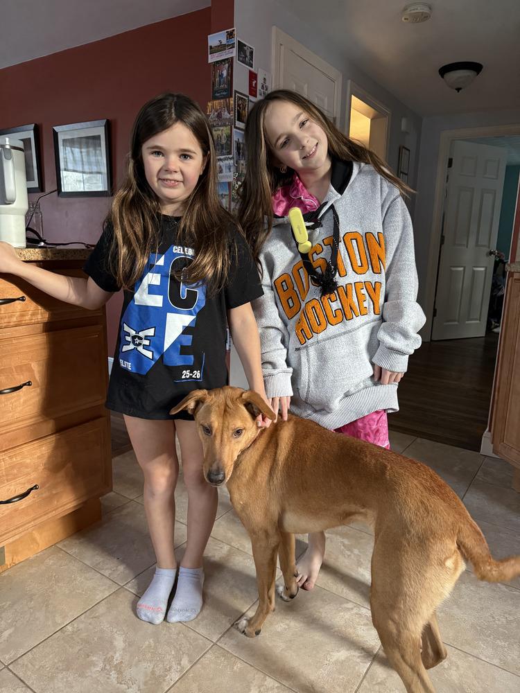 Enlarge Peanut, a Adoptable mixed breed in North Reading, MA image 4/6