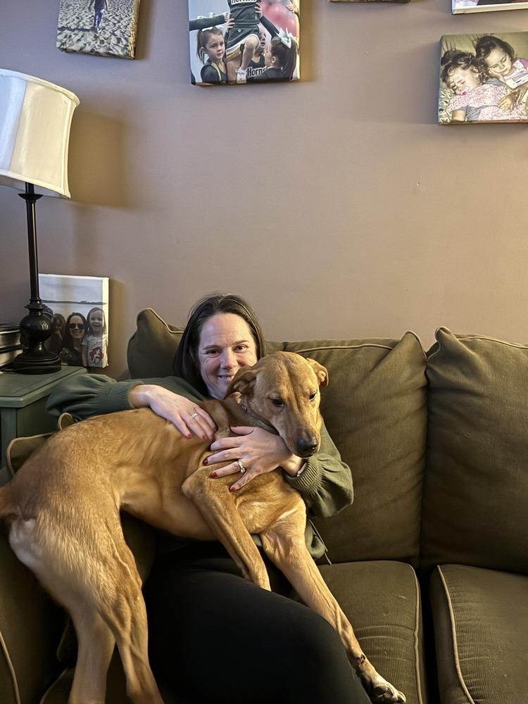 Enlarge Peanut, a Adoptable mixed breed in North Reading, MA image 5/6