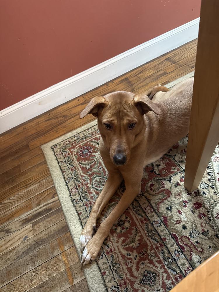 Enlarge Peanut, a Adoptable mixed breed in North Reading, MA image 6/6