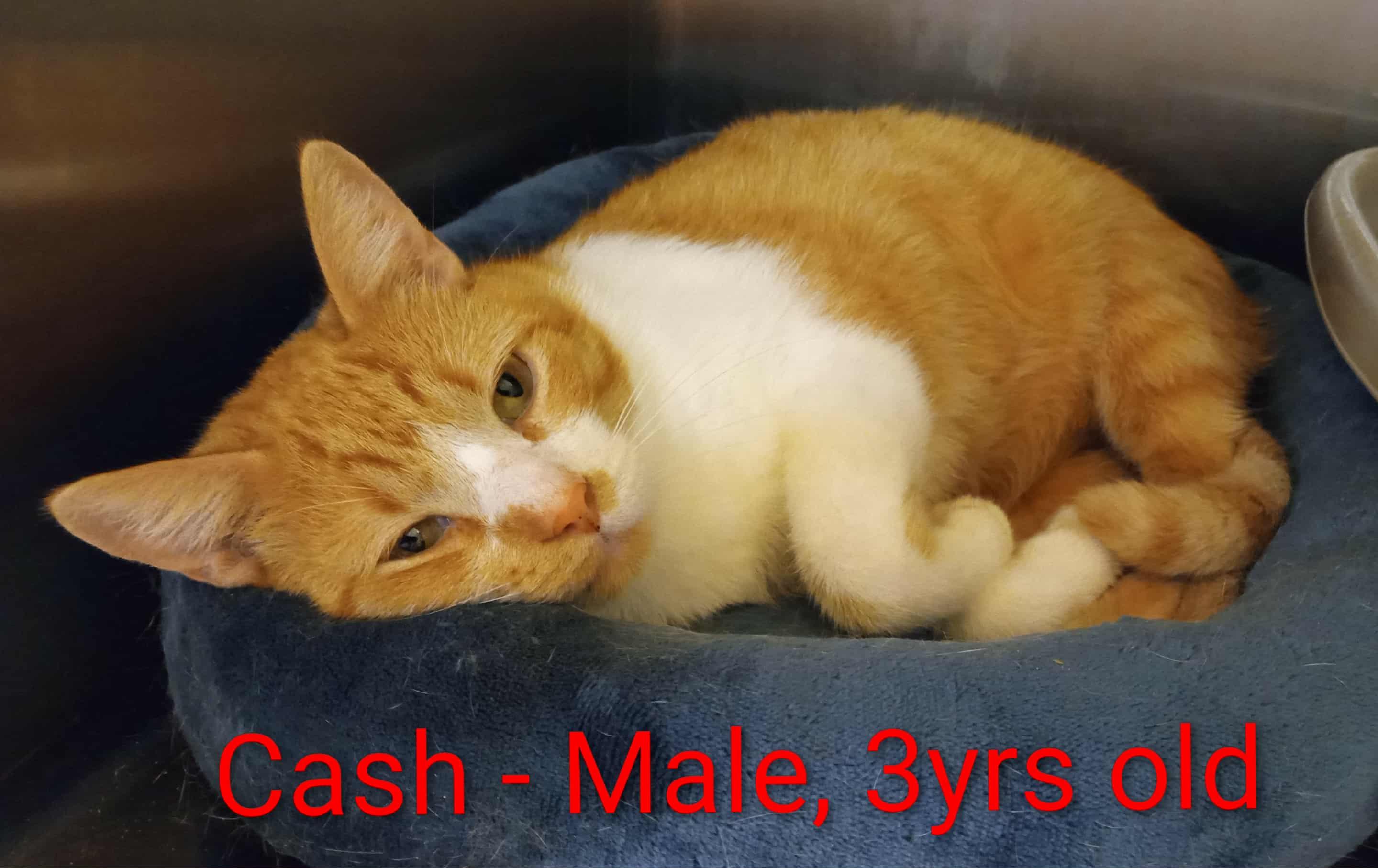 Cash, Adoptable, Adult Male Domestic Short Hair.