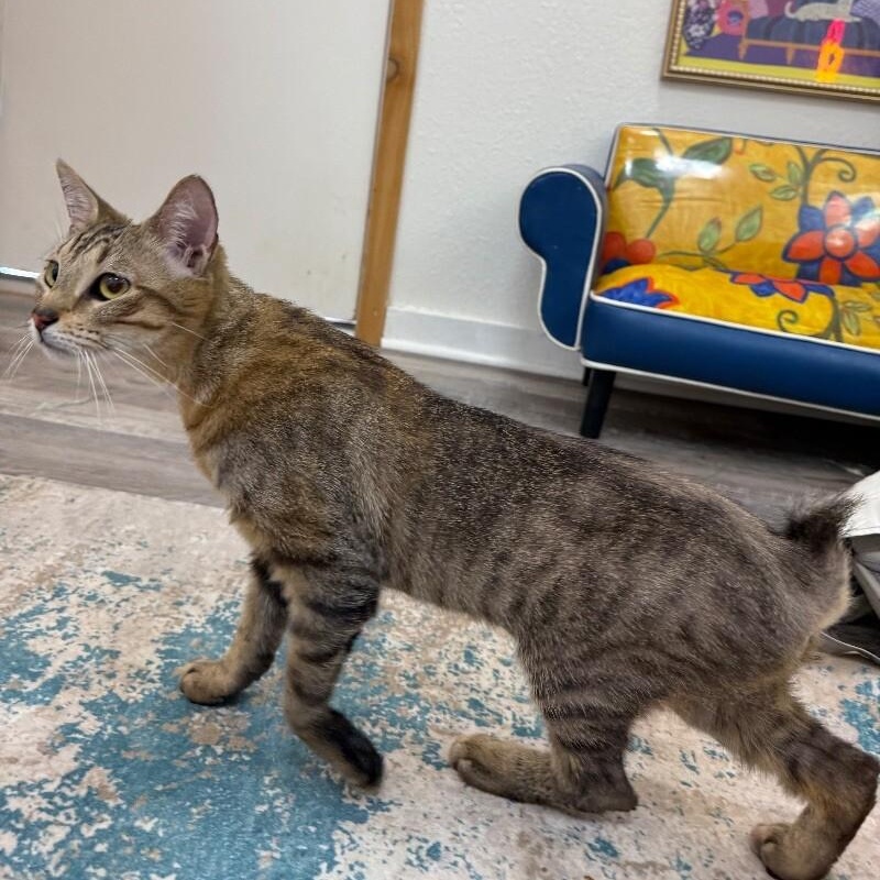 Cat for adoption - Kat Delgado, a Domestic Short Hair & Manx Mix in ...