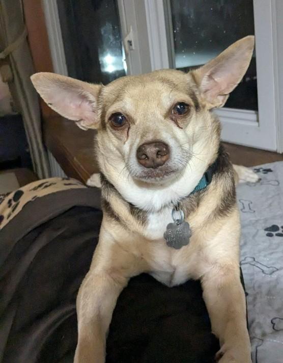 Jude, Adoptable, Young Male Chihuahua.