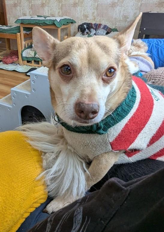 Enlarge Jude, a Adoptable mixed breed in Crompond, NY image 2/2