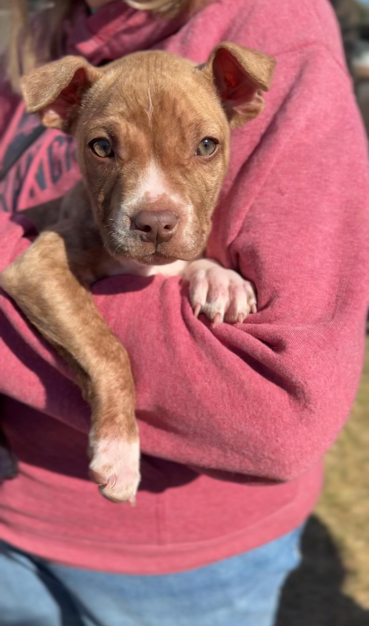 Pewter, ADOPTABLE, Puppy Male Mixed Breed.
