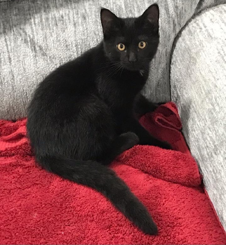 Enlarge Chandler & Mousetro, a Adoptable mixed breed in Fort Worth, TX image 2/5