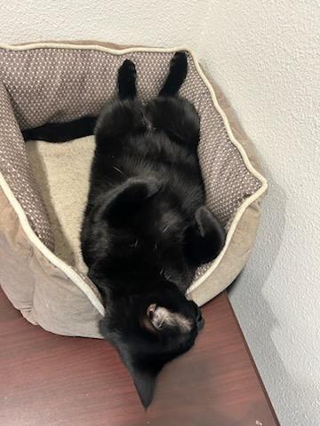 Enlarge Chandler & Mousetro, a Adoptable mixed breed in Fort Worth, TX image 4/5