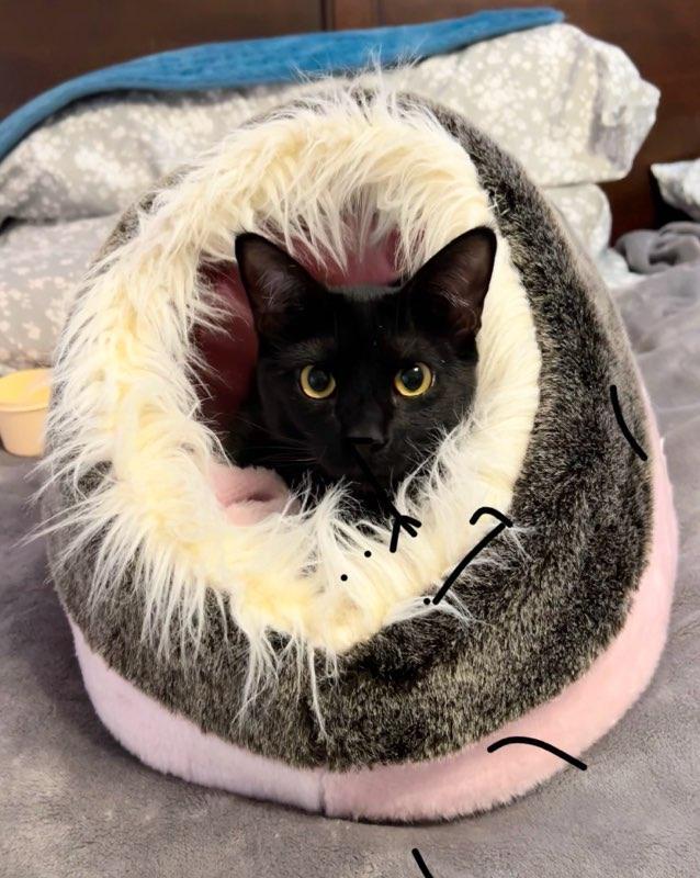 Chandler & Mousetro, Adoptable, Young Male Domestic Short Hair & Bombay.