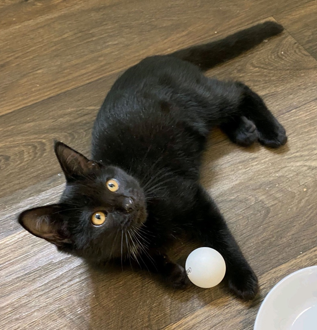 Enlarge Chandler & Mousetro, a Adoptable mixed breed in Fort Worth, TX image 3/5