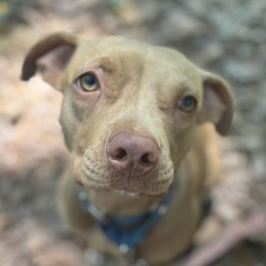 Ava, Adoptable, Adult Female Pit Bull Terrier.