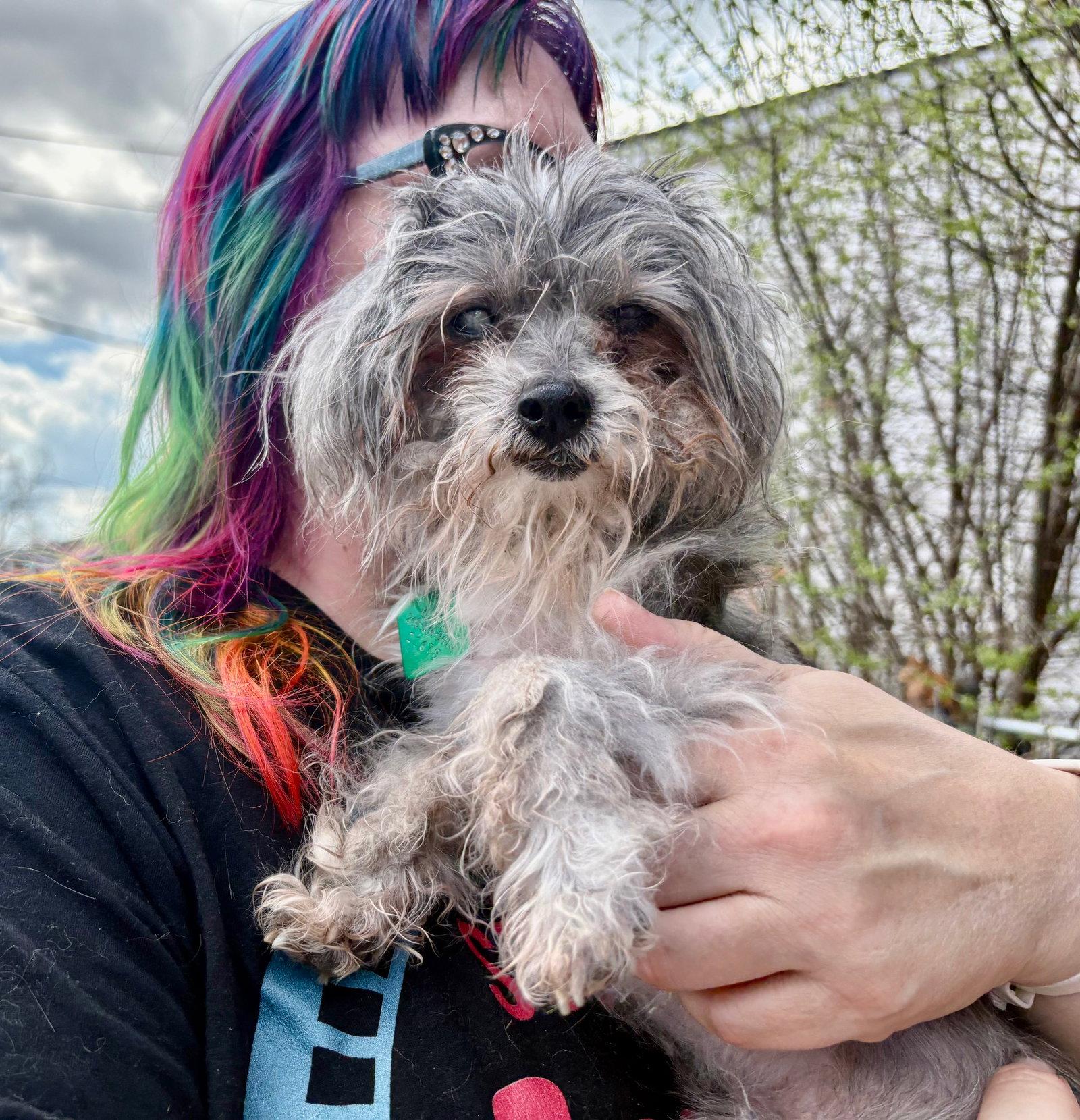 Dottie May *HOSPICE*, Adoptable, Senior Female Poodle.