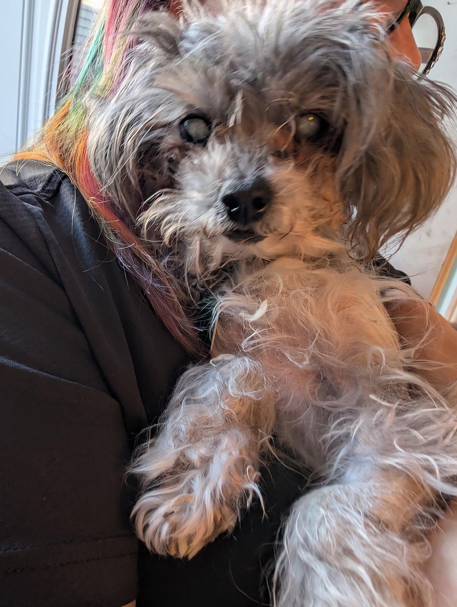 Dottie May *HOSPICE*, a Adoptable Poodle in Oxford, MI image 2/2