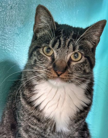 Socks, Adoptable, Adult Male Domestic Short Hair.