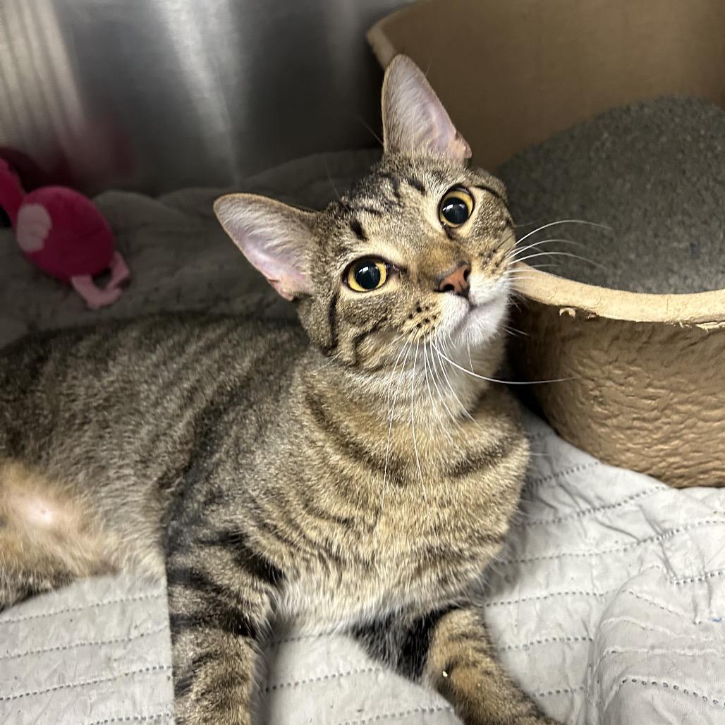 Enlarge Mr. Tom, a Adoptable Domestic Short Hair in Indianapolis, IN image 1/2