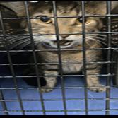 Enlarge Mr. Tom, a Adoptable Domestic Short Hair in Indianapolis, IN image 2/2