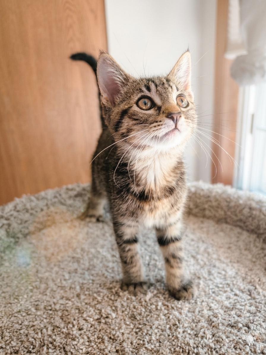 Squeak - Sweet and affectionate, a Adoptable Domestic Short Hair in Muskego, WI image 5/6