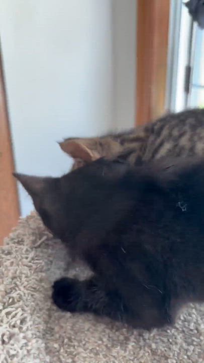 Enlarge Squeak - Sweet and affectionate, a Adoptable Domestic Short Hair in Muskego, WI video 3/6
