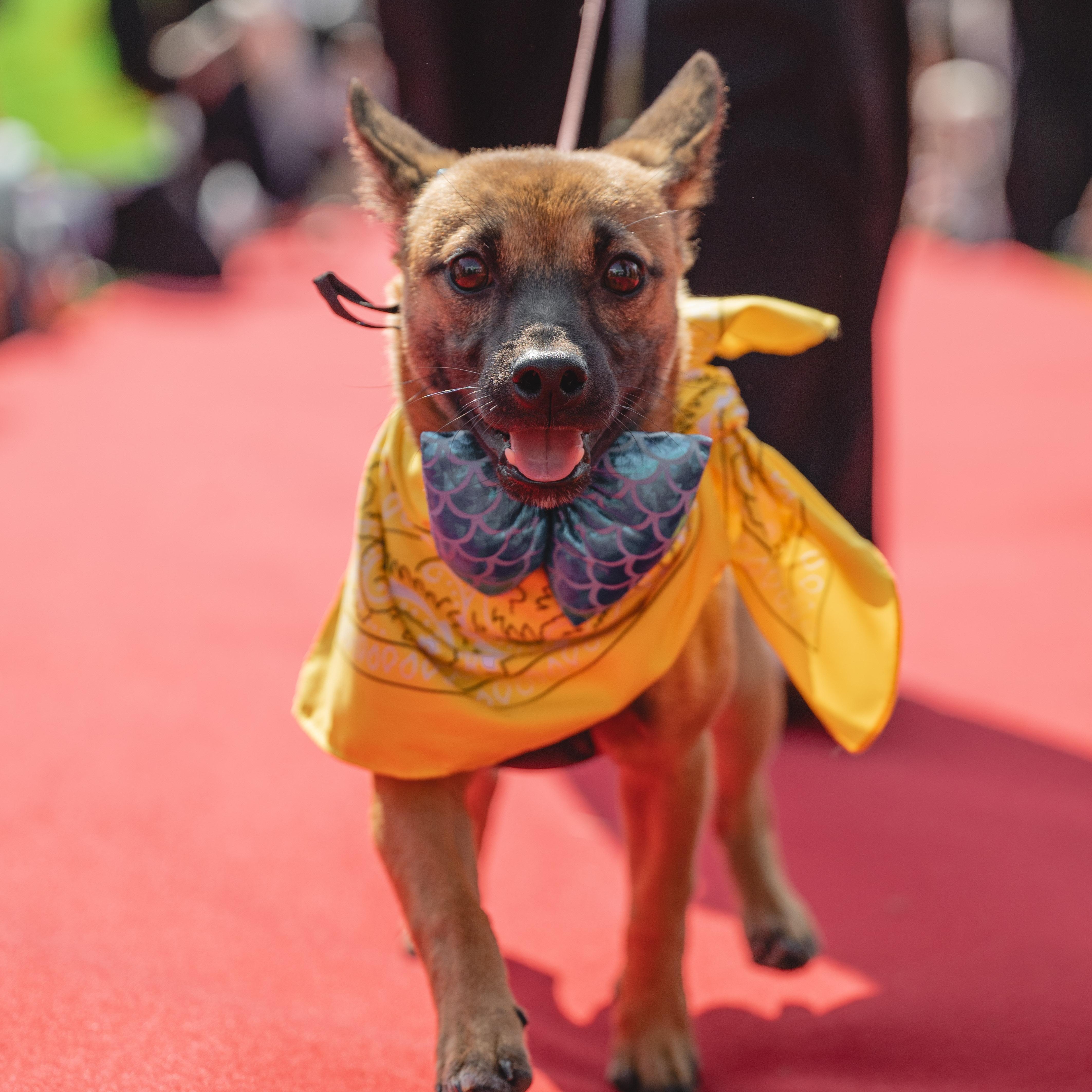 Hangwa, Adoptable, Young Male Chihuahua & Jindo.