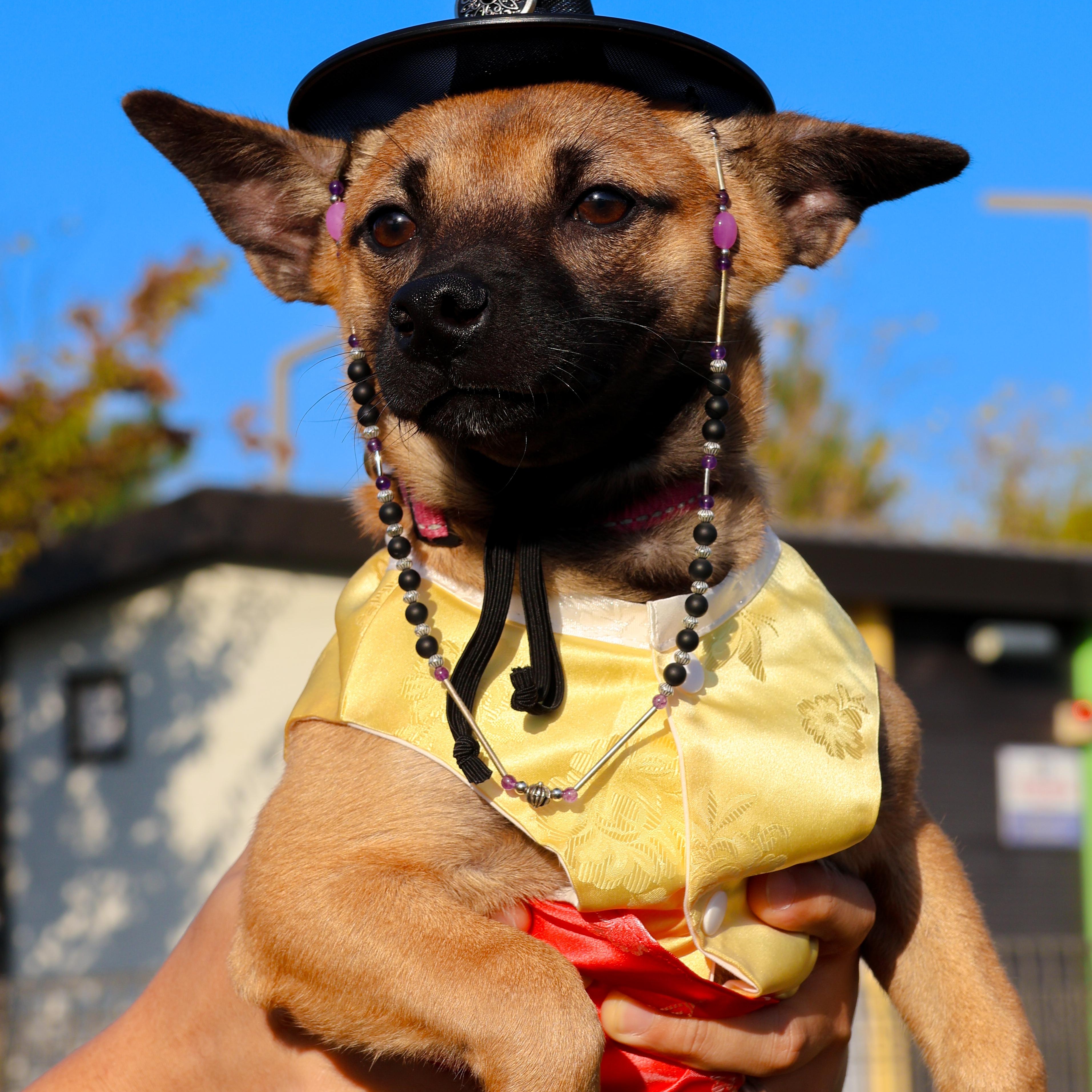 Enlarge Hangwa, a Adoptable mixed breed in Manchester , NH image 2/6