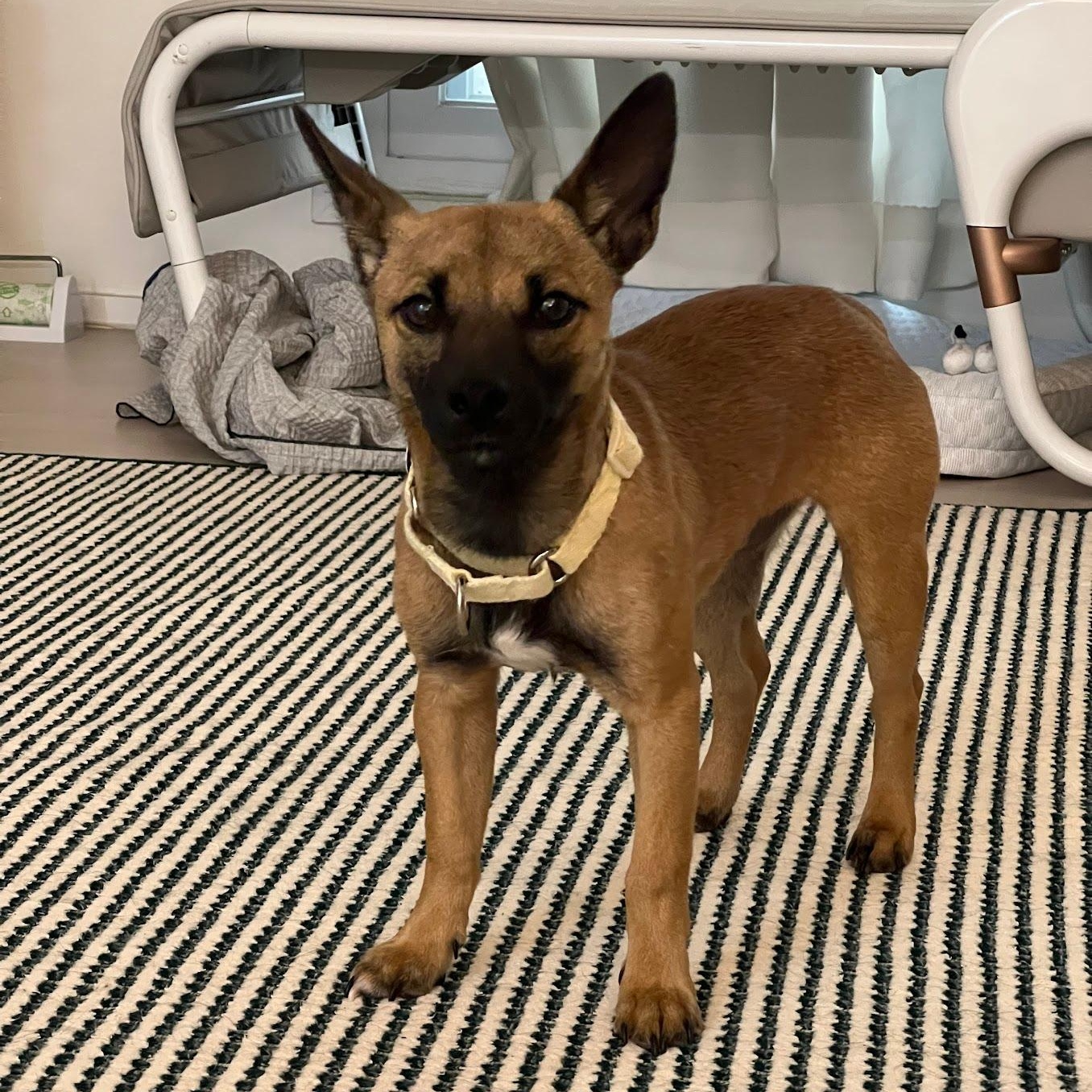 Enlarge Hangwa, a Adoptable mixed breed in Manchester , NH image 3/6