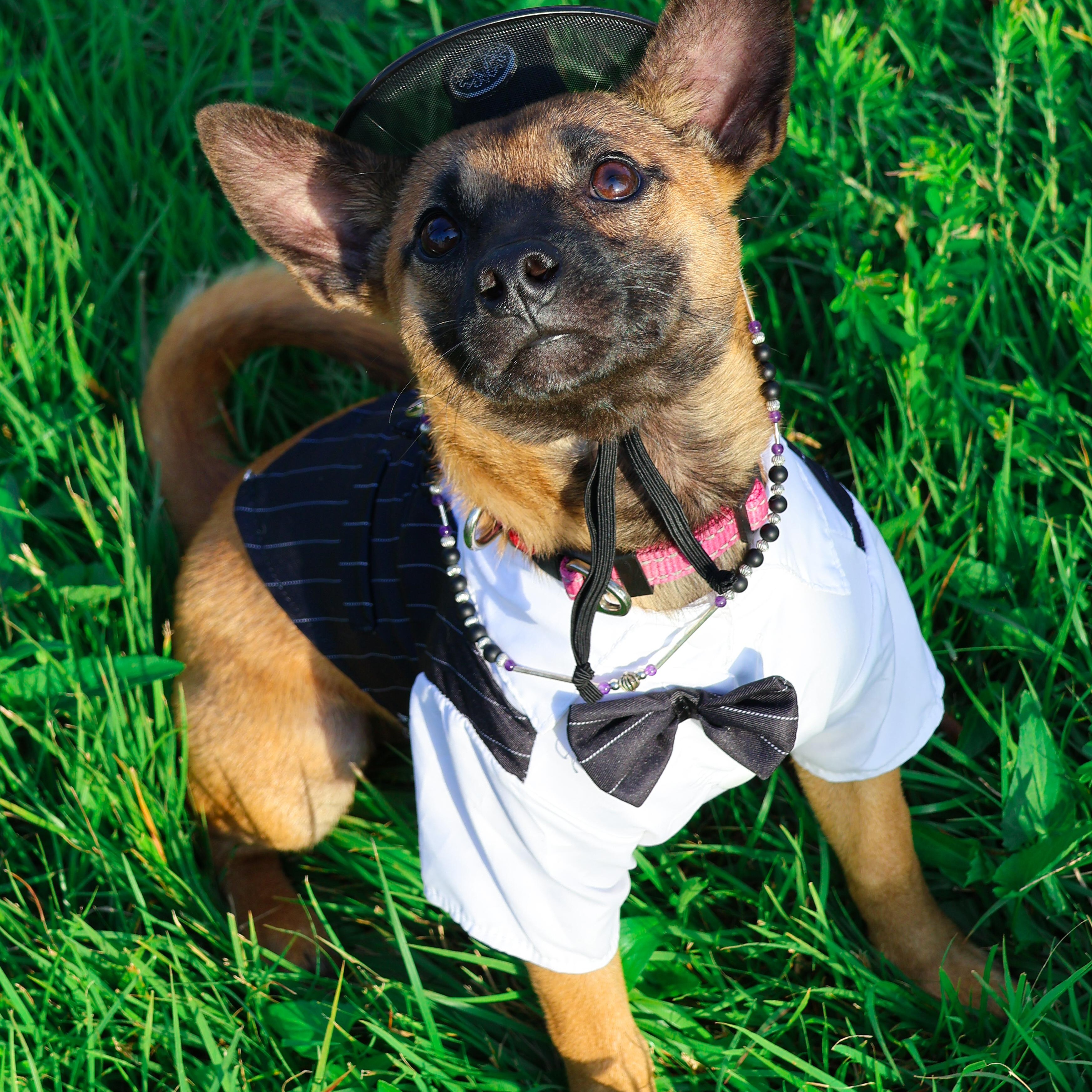 Enlarge Hangwa, a Adoptable mixed breed in Manchester , NH image 6/6