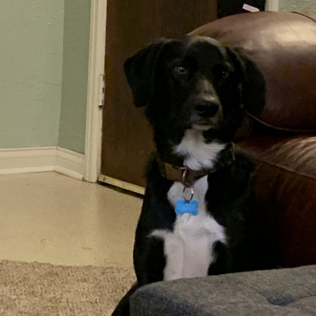 Cooper, Adoptable, Adult Male Mixed Breed.