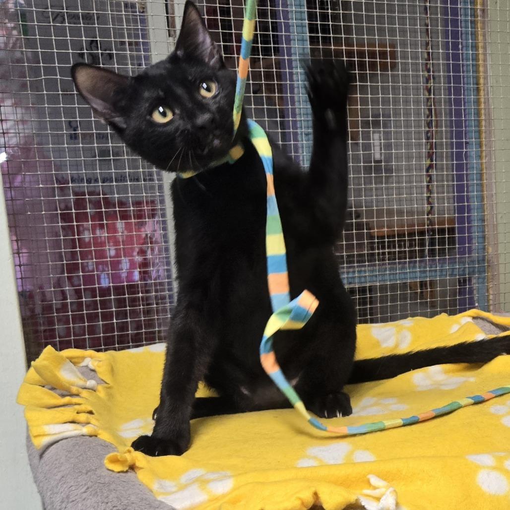 Robi, Adoptable, Kitten Male Domestic Short Hair.