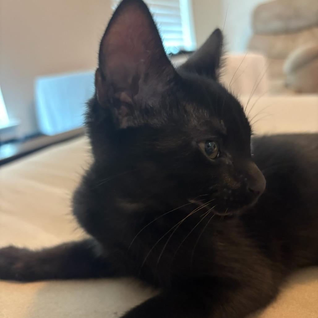 Enlarge Robi, a Adoptable Domestic Short Hair in Leander, TX image 2/4