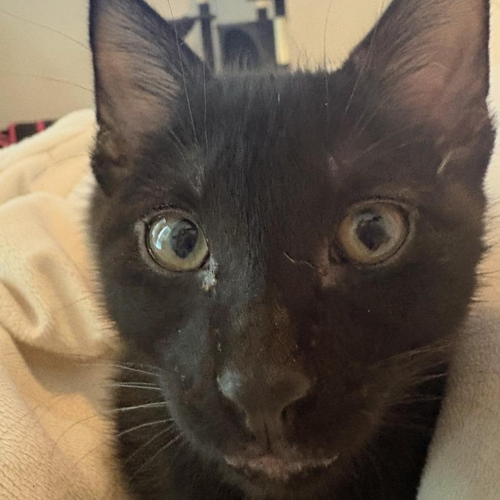 Enlarge Robi, a Adoptable Domestic Short Hair in Leander, TX image 3/4