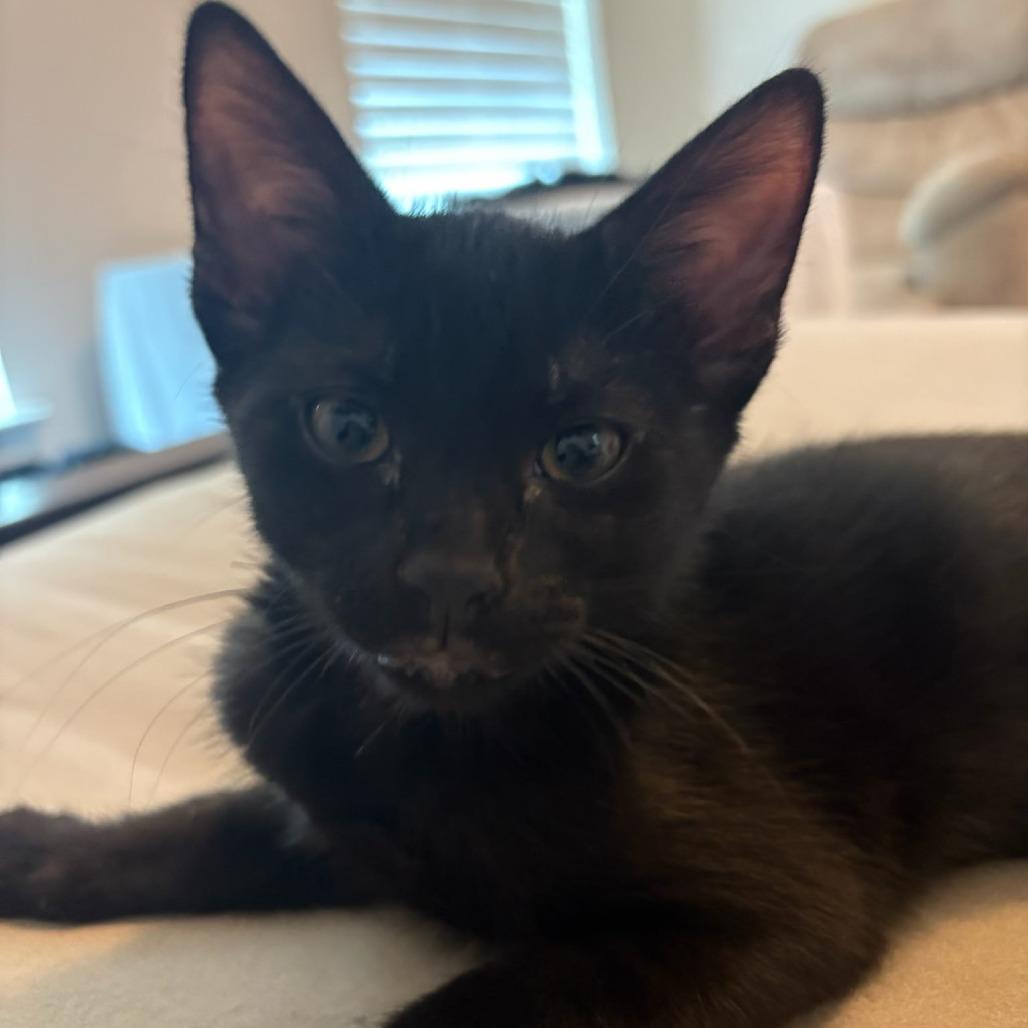 Enlarge Robi, a Adoptable Domestic Short Hair in Leander, TX image 4/4
