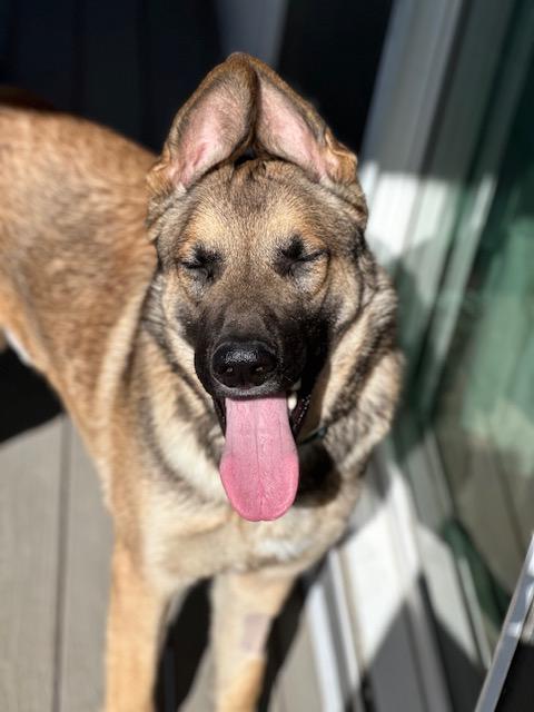 Referral - Moose, ADOPTABLE, Adult Male German Shepherd Dog.