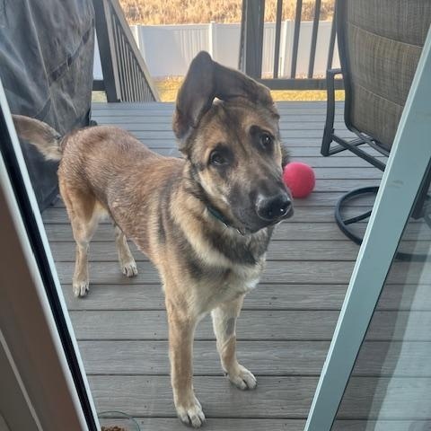 Enlarge Referral - Moose, a ADOPTABLE mixed breed in Broomfield, CO image 4/5