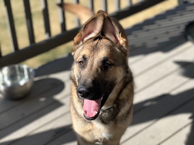 Enlarge Referral - Moose, a ADOPTABLE mixed breed in Broomfield, CO image 3/5