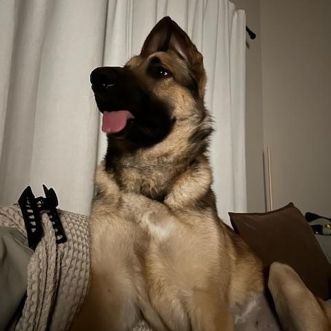 Enlarge Referral - Moose, a ADOPTABLE mixed breed in Broomfield, CO image 5/5