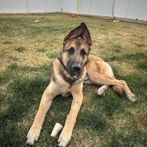 Referral - Moose, ADOPTABLE, Young Male German Shepherd Dog.