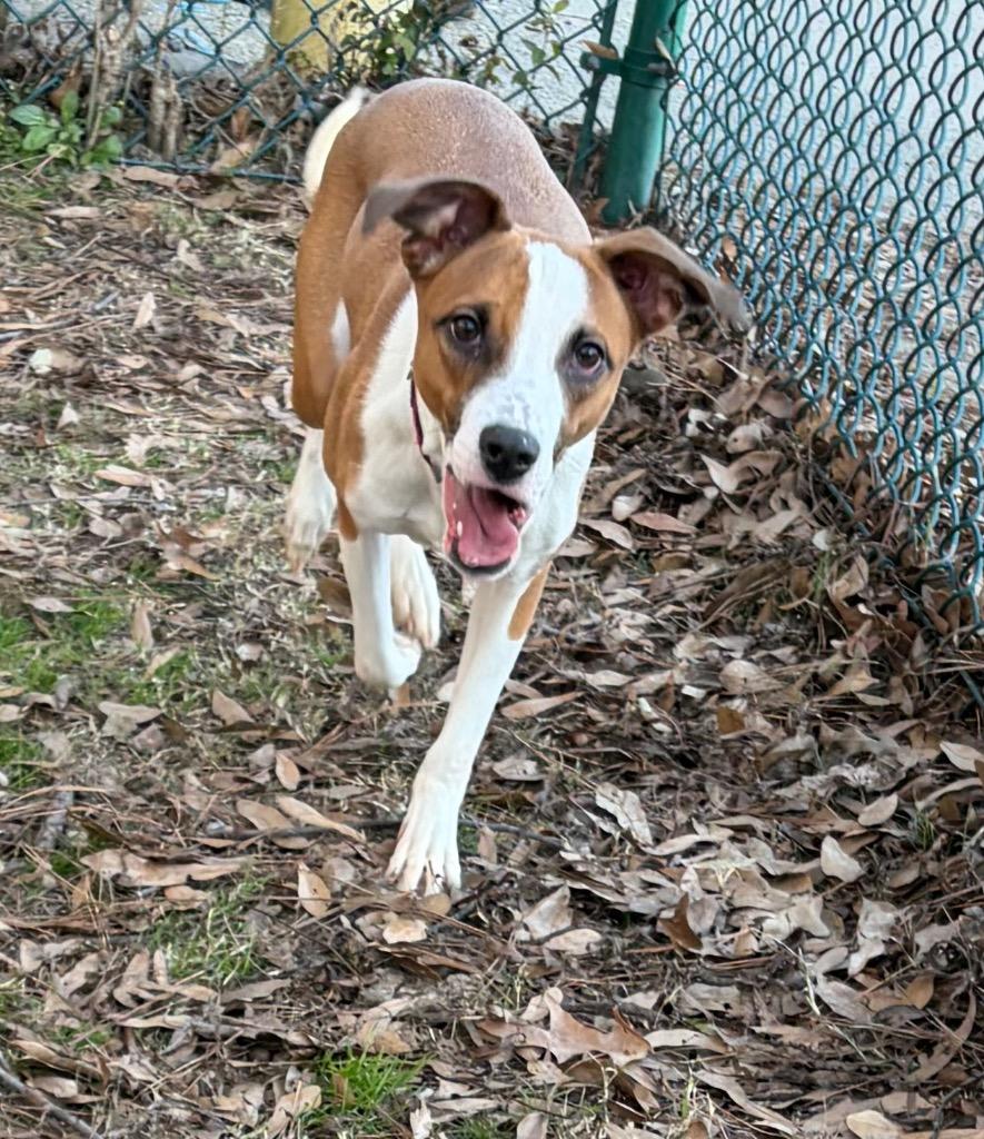 Sweet Mama, Adoptable, Young Female Hound.
