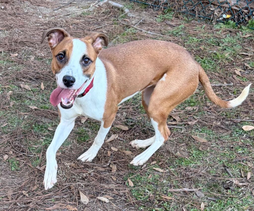 Sweet Mama, a Adoptable mixed breed in Little Rock, AR image 2/2