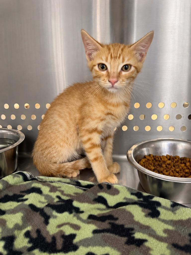 Enlarge Birtram, a Adoptable mixed breed in Fort Lupton, CO image 2/3