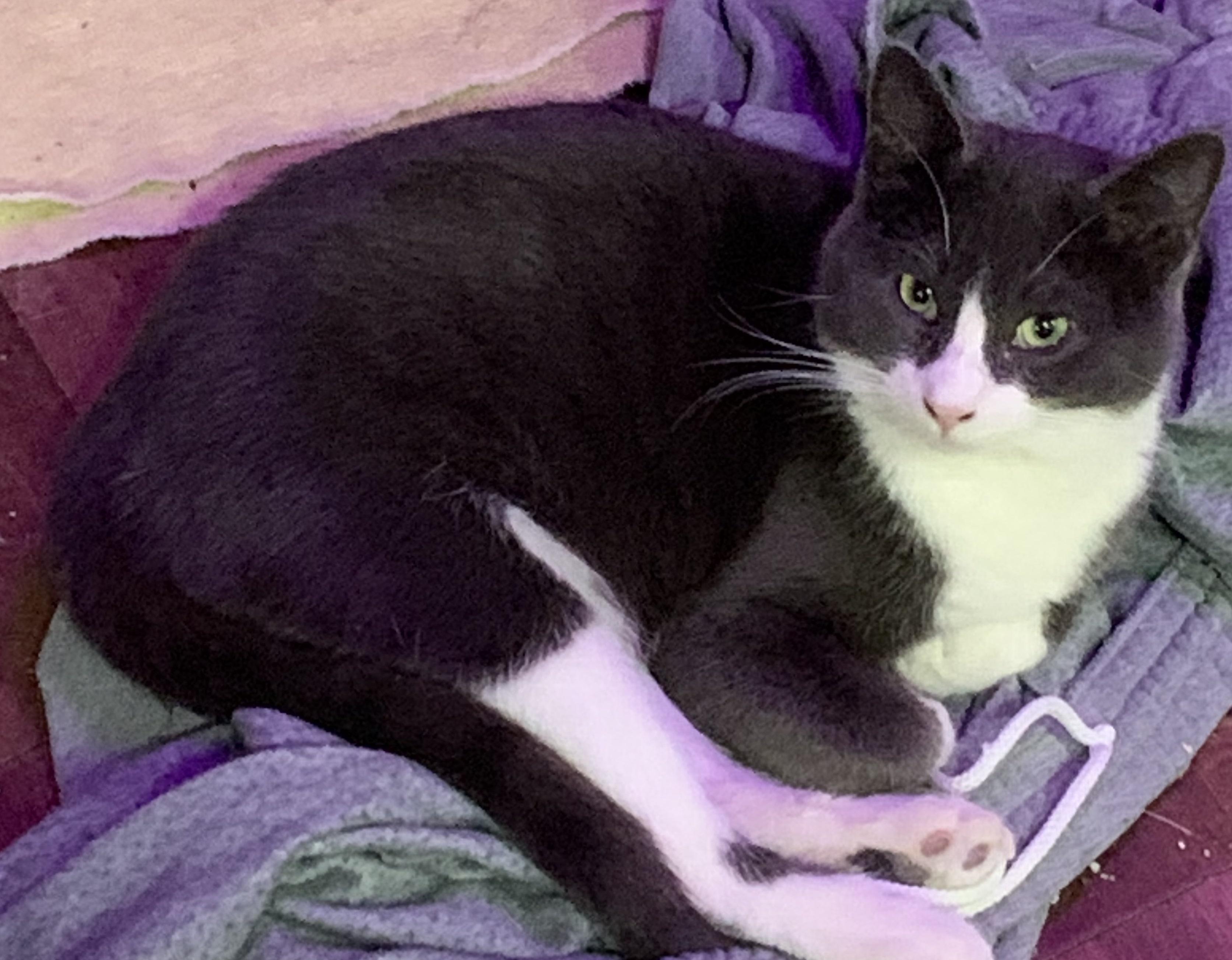 Cobbler, ADOPTABLE, Adult Male American Shorthair.
