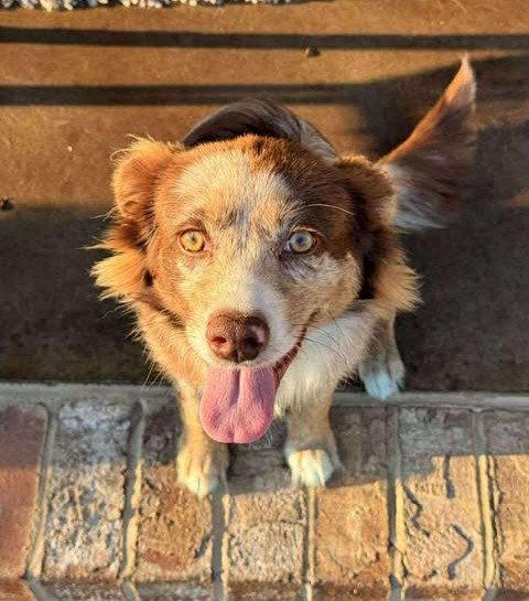 Dax, Adopted, Adult Male Australian Shepherd.