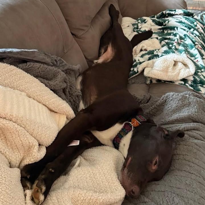 Hershey (20260126-09) — thumbnail 2