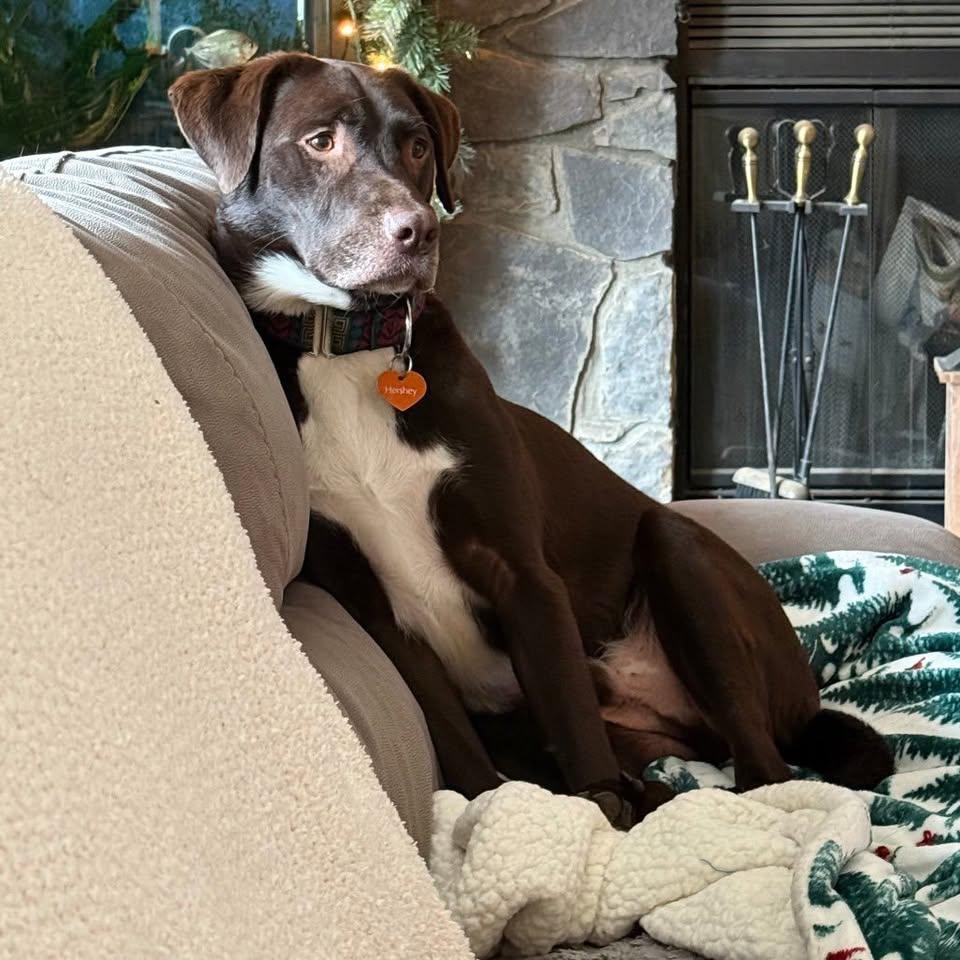 Hershey (20260126-09) — thumbnail 5