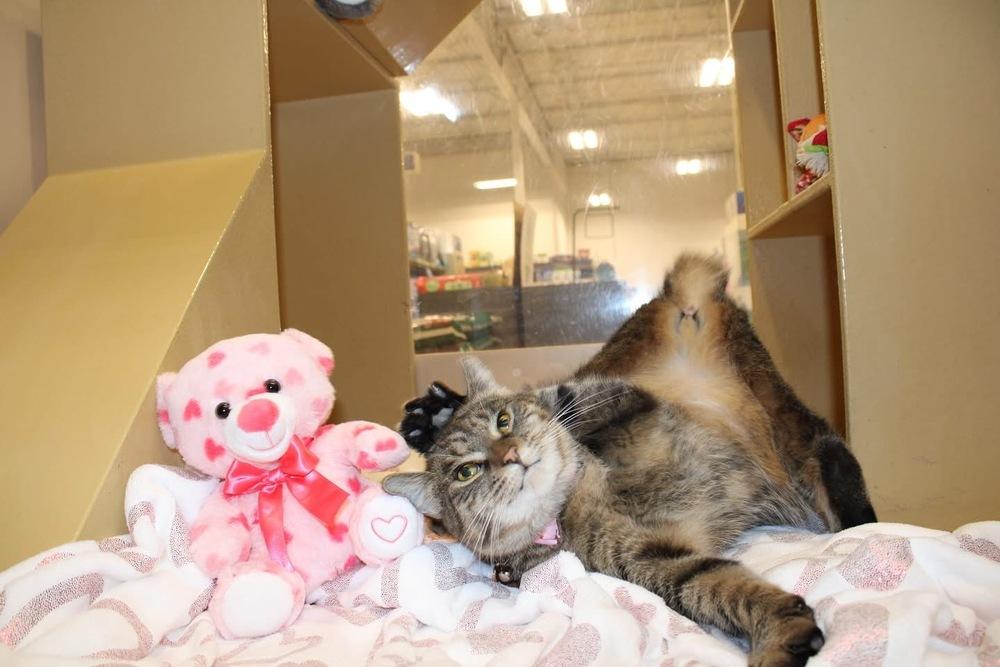 Enlarge Noodle, a Adopted Domestic Short Hair in East hartford, CT image 1/5